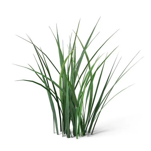 草甸植物（草）