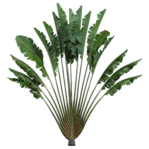 旅人蕉植物
