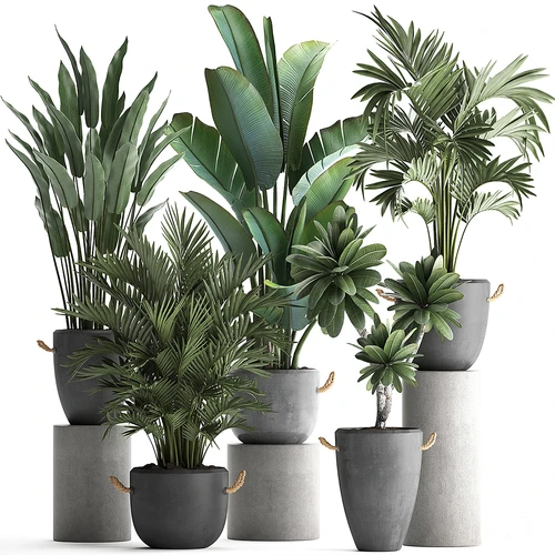 现代植物盆栽