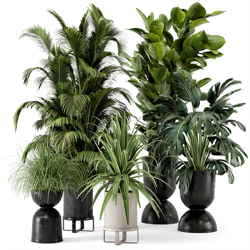 现代植物盆栽