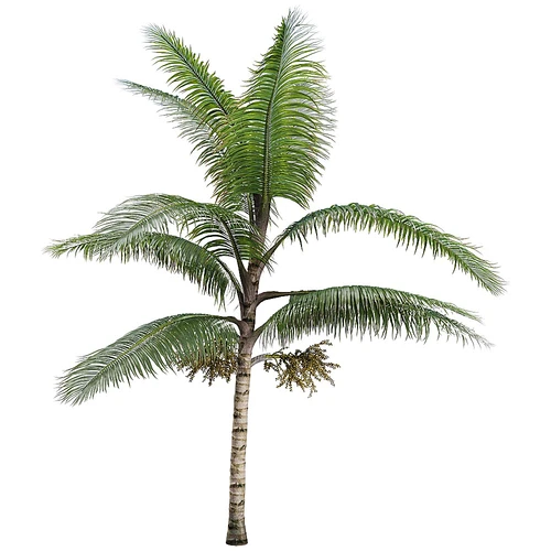 热带雨林植物棕树