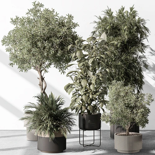 绿植盆栽盆景植物