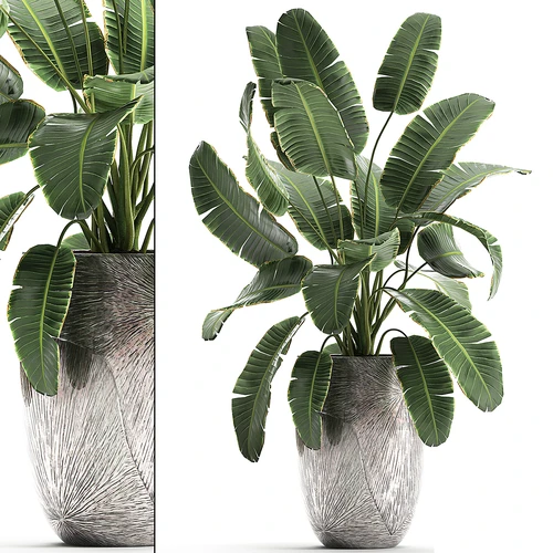 现代植物盆栽