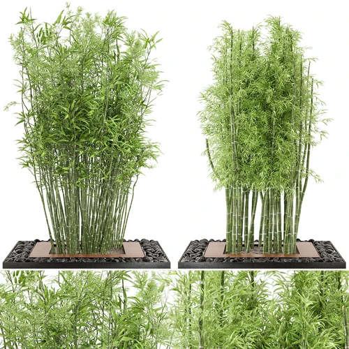 现代竹子植物盆栽