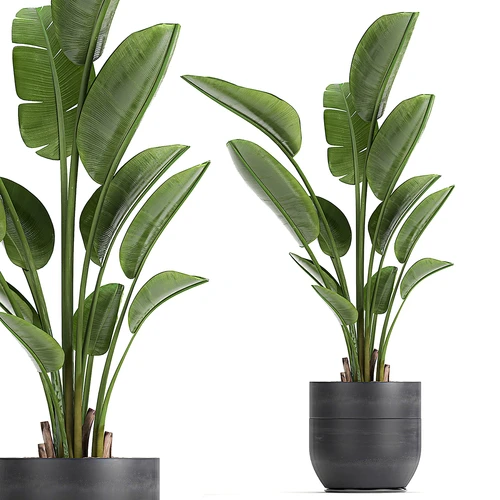 现代植物盆栽
