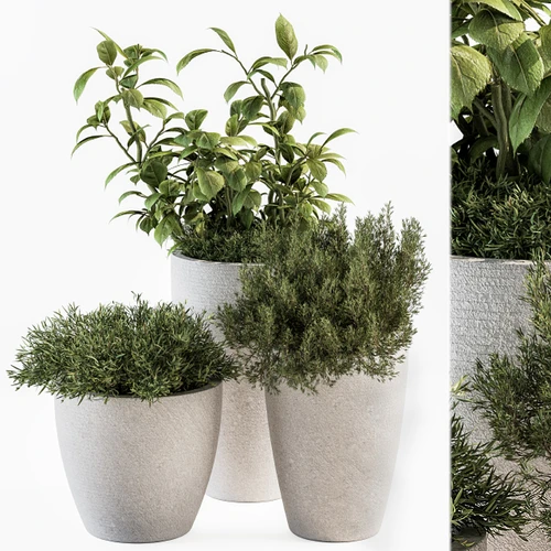 现代植物盆栽