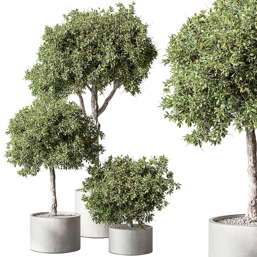 现代绿植盆栽