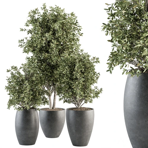现代植物盆栽