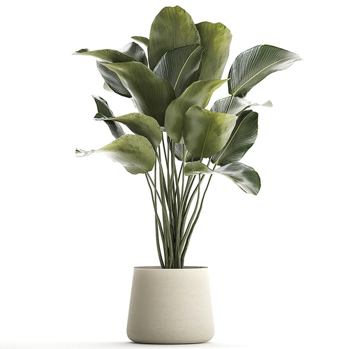 现代植物盆栽