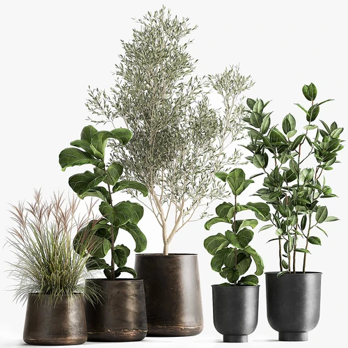 绿植盆栽植物