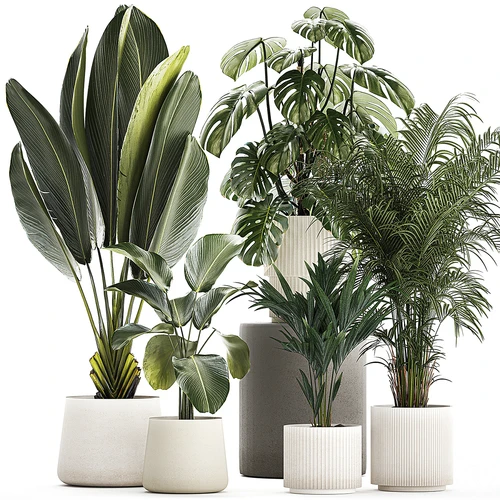 现代植物盆栽