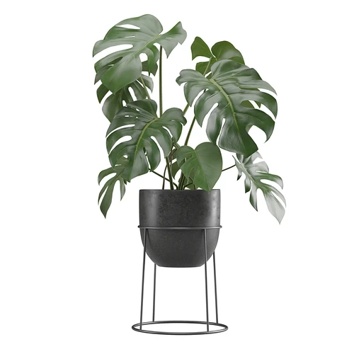 现代植物盆栽