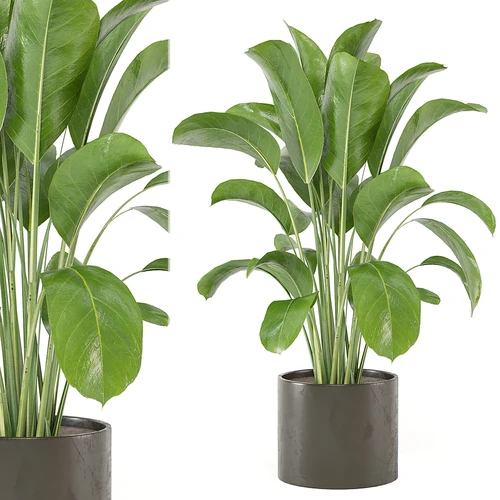 现代植物盆栽