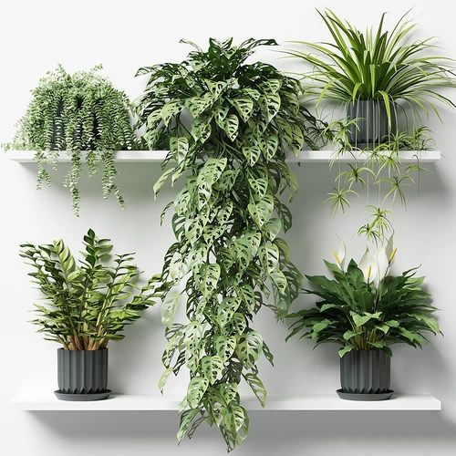 现代室内植物盆栽