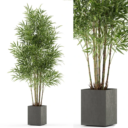 现代植物盆栽
