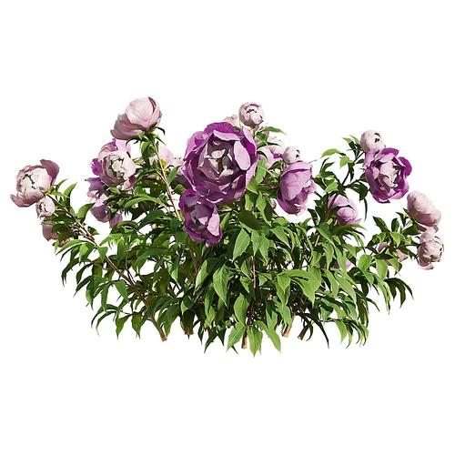 Paeonia 现代芍药花朵18