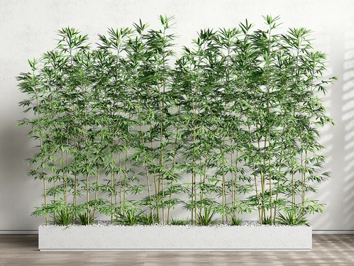 景观竹子室内竹子