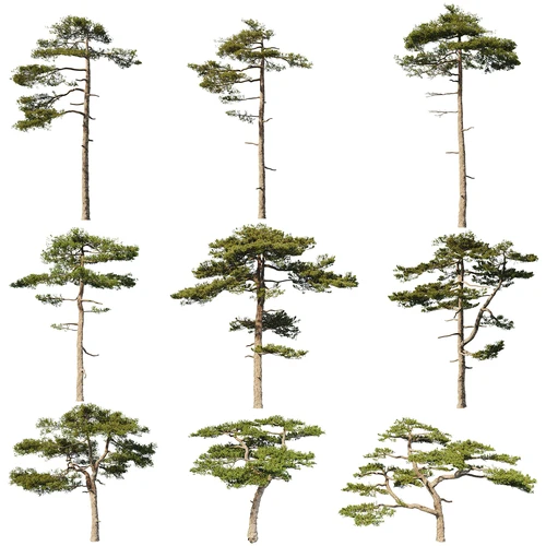 现代松树
