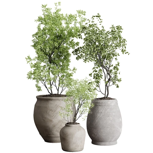 现代植物盆栽