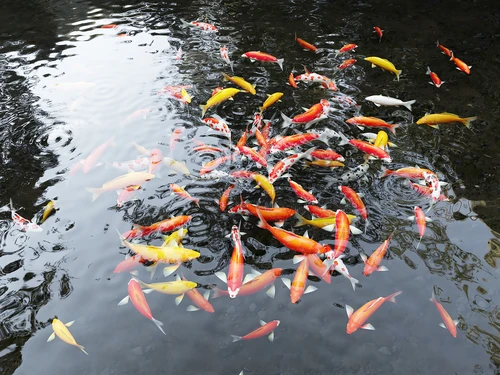 鲤鱼