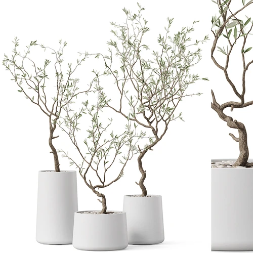 现代植物盆栽