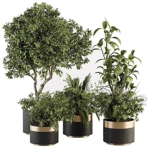 现代植物盆栽
