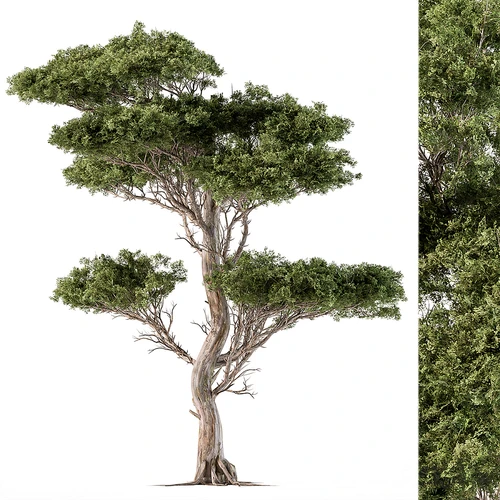 现代景观树