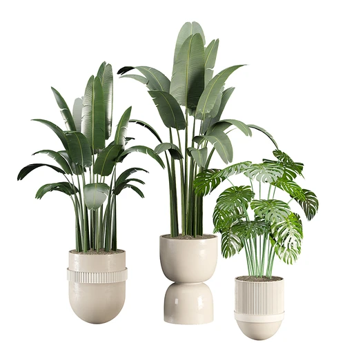 现代植物盆栽