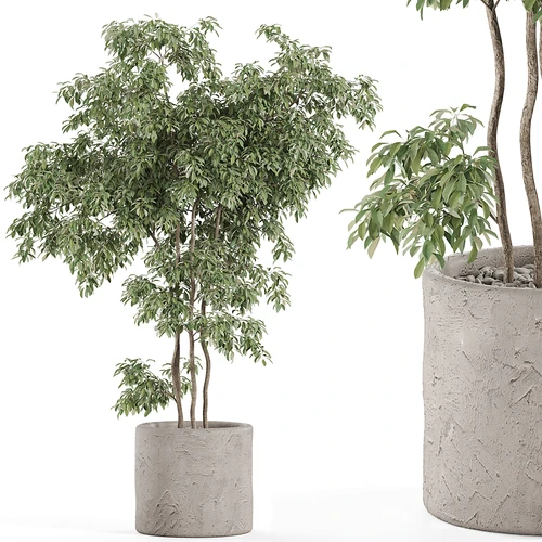 现代植物盆栽