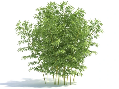 现代风格金竹