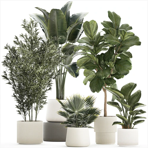 现代植物盆栽