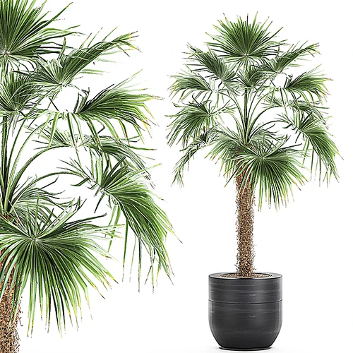 现代植物盆栽