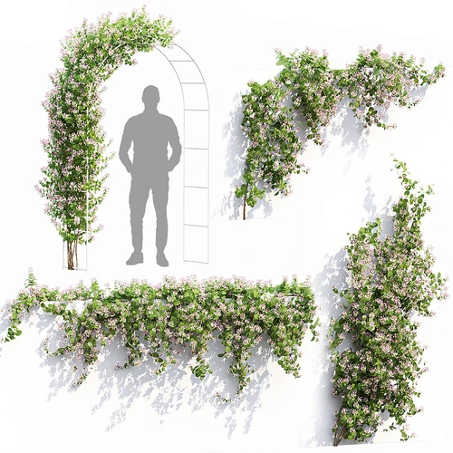 现代藤曼植物