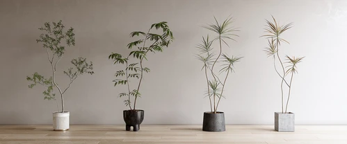 现代绿植盆栽