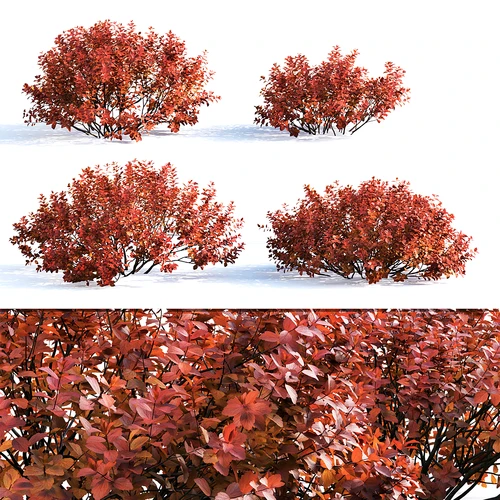 现代红天竹灌木