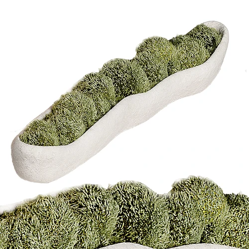 现代苔藓