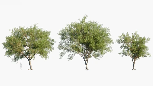 Prosopis 现代花园小树