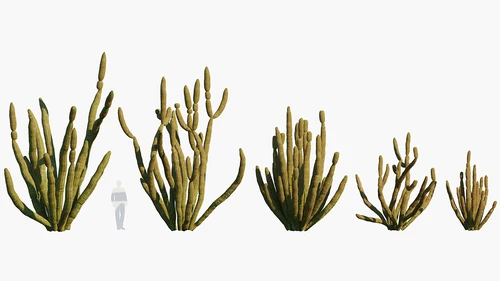 MESH现代植物