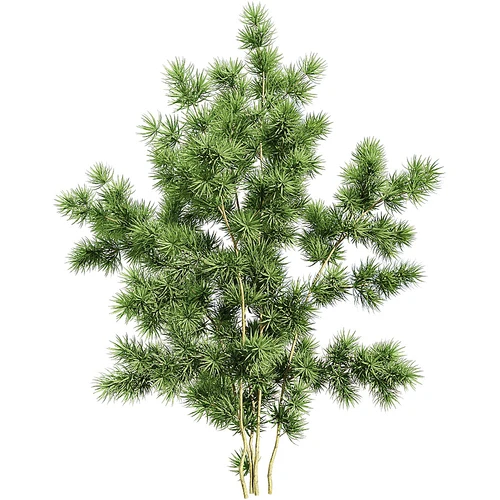 现代植物蓬莱松