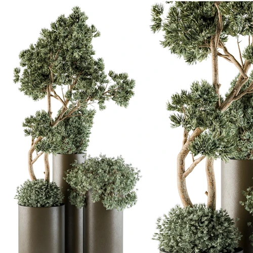 现代植物盆栽