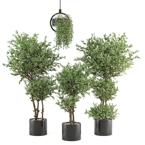 现代植物盆栽