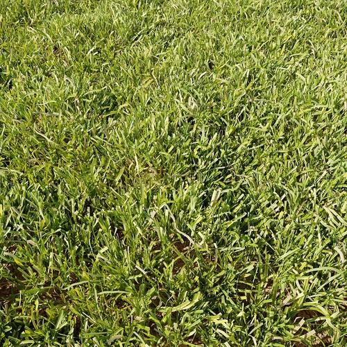 绿茵草坪