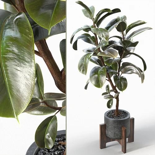 现代植物盆栽