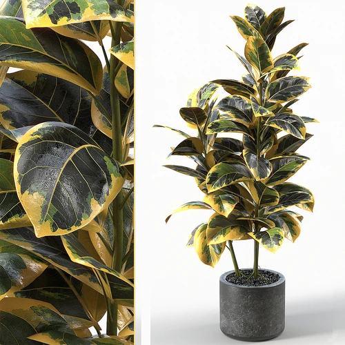 现代植物盆栽