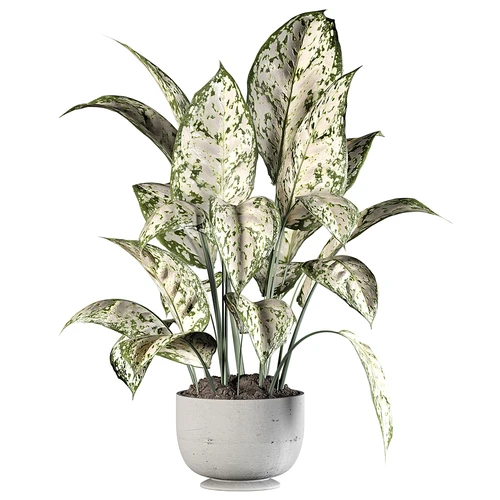 现代植物盆栽