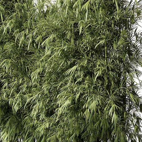 现代植物盆栽竹子