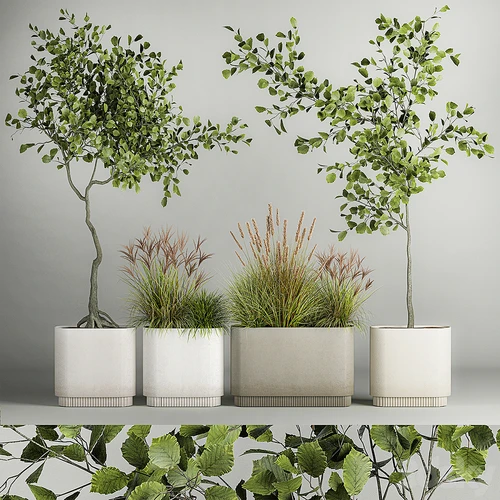 现代植物盆栽