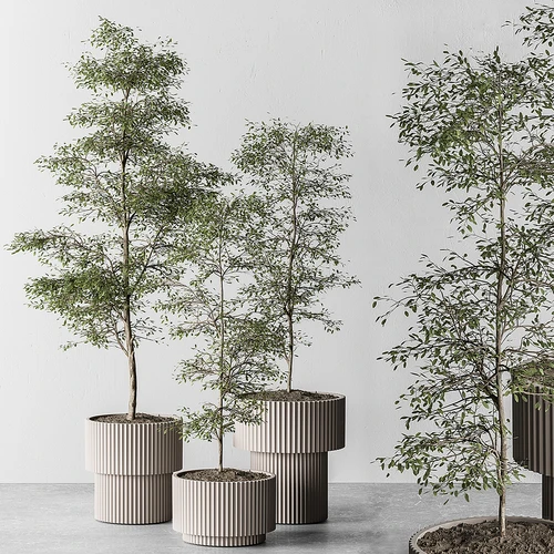 现代植物盆栽