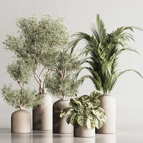 现代植物盆栽