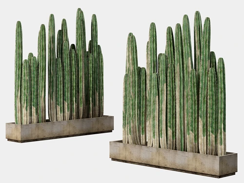 现代植物仙人掌盆栽